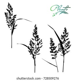 Set of spikelets of field grass, plants silhouette. Wild plant, weed with seeds, grains. Detailed vector illustration.
