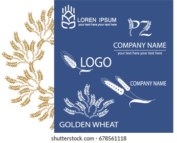 Set of spikelets. Golden wheat on white background. Organic product logo design vector template. Agricultural Logotype concept.