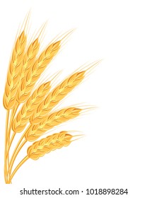A set of spikelets of golden wheat, rye, barley on a white background of various shapes. Vector illustration. Illustration of a graphic icon in a rustic style.