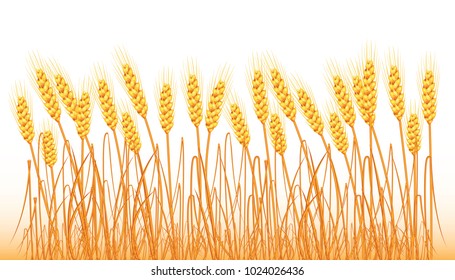 A set of spikelets of golden wheat, rye, barley on a white background of various shapes. Vector.