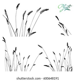 Set of spikelets of grass. Collection of medicinal plants. Detailed vector illustration.