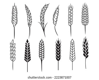 Set of spikelets of wheat. Collection organic wheat. Natural farm products. Grain farming. Vector graphics on a white background.