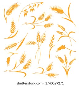 Set of spikelets of wheat on a white isolated background. Vector illustration. The icon.