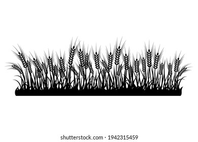 A set of spikelets of wheat, rye, barley on a white background of various shapes. Vector.