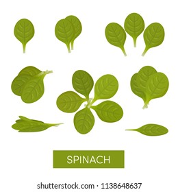 Set of spinach icons, vector