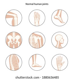 Set with spine, knee, skull and other human joints icon. Normal bones anatomy. Skeletal x ray medical poster. Orthopedic or chiropractic treatment concept. Anatomical logo flat vector illustration.