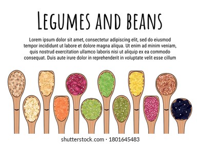 Set of spoons with beans and legumes. Top view. Border food frame. Chickpea, kidney bean, mung, soy, lentils, pinto beans, adzuki, lima beans. Organic healthy food. Hand drawn vector illustration
