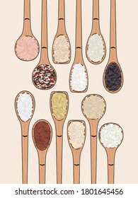 Satz Löffel mit Reis. Draufsicht. Küche, Kochplakat. Sushi, braun, parboiled, Jasmin, rot, arborio, wild, basmati, rosematta. Bio-Lebensmittel. handgezeichnete Vektorgrafik