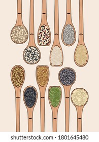 Set of spoons with seeds. Top view. Kitchen, cooking poster. Pumpkin and sunflower seeds, chia, poppy, flax, quinoa, mustard, hemp, pine nuts.  Organic food. Hand drawn vector illustration