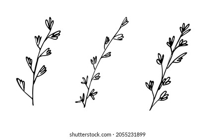 Set of sprig thyme. Doodle herbs for cooking