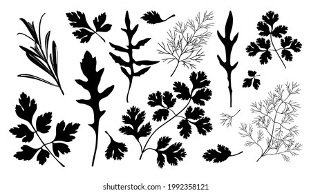 A set of sprigs and leaves of rosemary, coriander, cilantro, parsley, dill and arugula. Black vector silhouettes isolated on white background.