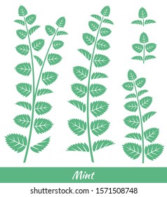 Set of sprigs of mint isolated on white background