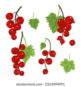 Set of sprigs of red currant isolated on white background. Vector graphics.