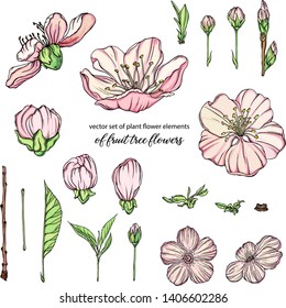 Set of spring blooming flowers.