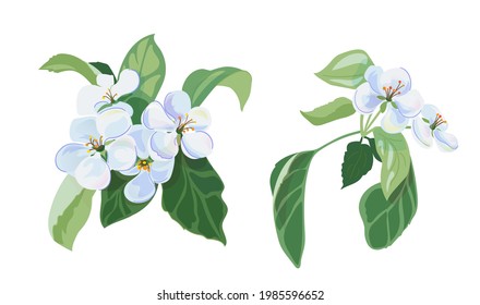 Set of spring blossom - bunch of white apple tree flowers, close-up bloom. Gentle light floral bluish bouquet with green leaves. Digital illustration in watercolor style for design, vector