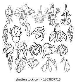 Set of spring buds. Flower budding. Vector collection for invitation design, gift packaging, and design. Hand-drawn.  Doodle style. Isolated on a white background