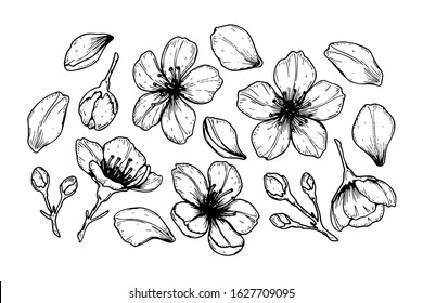 Set of spring cherry flowers, petals and buds. Vector illustration in sketch style isolated on white