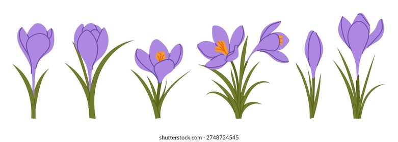 Set spring crocus flowers showing different blooming stages. Purple botanical flowers with green leaves isolated on white background for floral design, greeting cards and seasonal decorations.