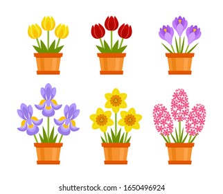 Set of spring cute flowers in pots. Vector icons of red and yellow tulip, daffodil, crocus, iris and pink hyacinth Isolated on white background. Simple flat Illustration. Gift holiday bouquets.holiday