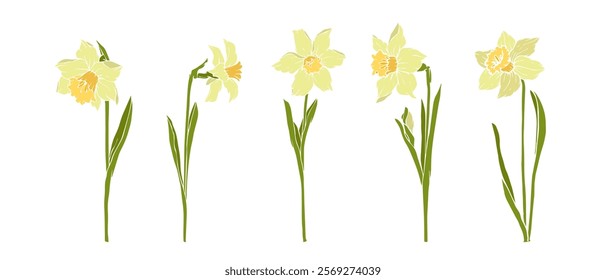 Set of spring daffodil flowers. Seasonal botanical elements. Vector graphics.