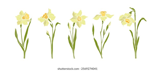 Set of spring daffodil flowers. Seasonal botanical elements. Vector graphics.