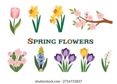 Conjunto de ilustraciones de flores de primavera tulipanes, narcisos, azafranes, jacintos, flores de cerezo y lirios del valle. Aislado sobre fondo blanco.