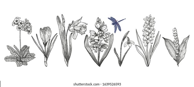 Set of spring flowers with blue dragonfly. Hand drawn botanical elements collection for design. Isolated on white background outlines drawn with pen and ink. Spring flower sketch. Vintage style.