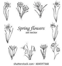 Set of spring flowers. Botanical drawing. White background.  Elements for the design of invitations, greeting cards, gift packaging.