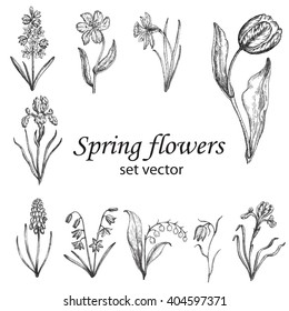 Set of spring flowers. Botanical drawing. White background. Elements for the design of invitations, greeting cards, gift packaging.