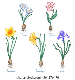 Set of spring flowers. Botanical drawing. White background.  Design elements for the design of invitations, greeting cards, gift packaging.