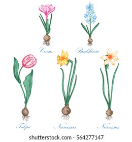 Set of spring flowers. Botanical drawing. White background.  Design elements for the design of invitations, greeting cards, gift packaging.