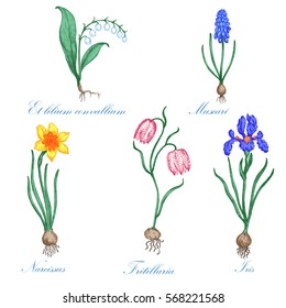 Set of spring flowers. Botanical drawing. White background.  Design elements for the design of invitations, greeting cards, gift packaging.