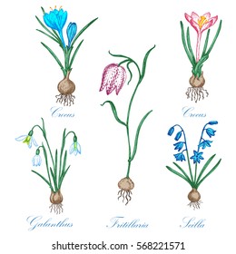 Set of spring flowers. Botanical drawing. White background.  Design elements for the design of invitations, greeting cards, gift packaging.
