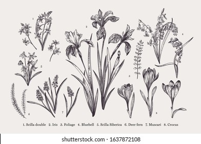 Set with spring flowers. Botanical illustration. Black and white.