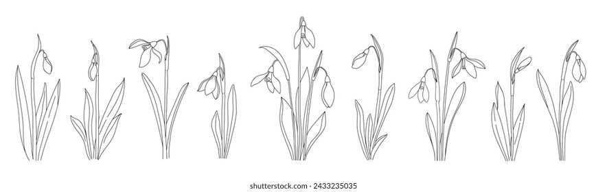 Set of spring flowers, buds and leaves. Snowdrop flowers linear art collection. Wedding elegant wildflowers for invitation, tattoo. Rustic botany minimalist illustration
