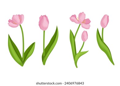 Set of spring flowers and buds of a pink tulip.Vector graphics.