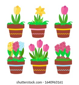 Set spring flowers in ceramic pots with decor: yellow and pink tulips, daffodils, yellow, blue and raspberry hyacinths. Hobbies growing plants in cartoon flat style or gardening.