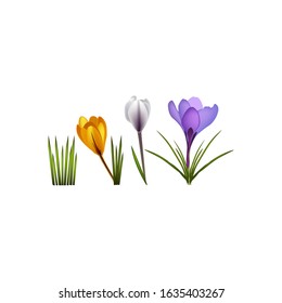 Set of spring flowers crocuses on a white background. Yellow, purple, blue. Isolates. Vector illustration.