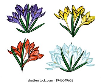 A set of spring flowers. Crocuses are purple, yellow, white and red.