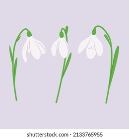 Set of spring flowers crocuses. Vector design elements