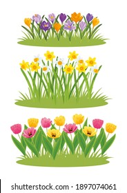 Montaje de flores primaverales daffodils, tulipanes y cruces que crecen en forma de césped. Ilustración vectorial, colección de elementos para la decoración