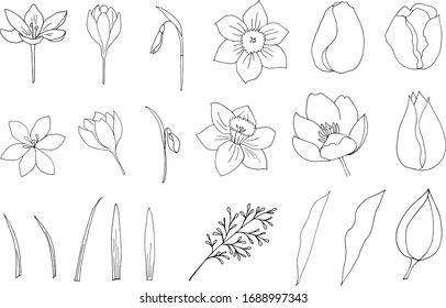 Satz Frühlingsblumen auf schwarzem Hintergrund. Vektorillustration mit einem Bouquet aus Skizze, Schneeschuhen, Krokus, Narzissen, Kräutern für Ihr Design. 