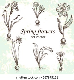 Set of spring flowers. Elements for the design of invitations, greeting cards, gift packaging.
