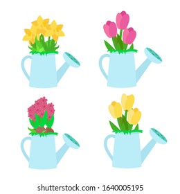 Set of spring flowers in garden blue watering cans in cartoon flat style. Fresh yellow daffodils, pink and yellow tulips, raspberry hyacinths isolated on a white background.