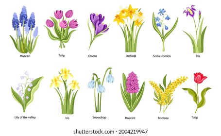 Set of Spring Flowers, Garden or Forest Blossoms Muscari, Tulip, Crocus and Lily of the Valley with Iris and Snowdrop. Daffodil, Scilla Siberica and Huacint with Mimosa. Cartoon Vector Illustration