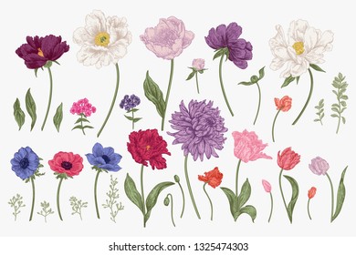 Set with spring flowers. Garden plants. Colorful.  Botanical vector illustration.