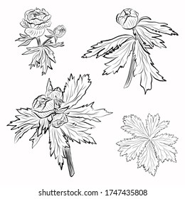 Un conjunto de flores de primavera. Dibujo manual de flores de jardín negro sobre fondo blanco. Ilustración vectorial. Para el embalaje, la decoración y el color.