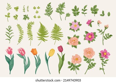 Set with spring flowers and leaves. Vector botanical illustration. Rose, wild rose, tulip, fern, wormwood. Colorful.