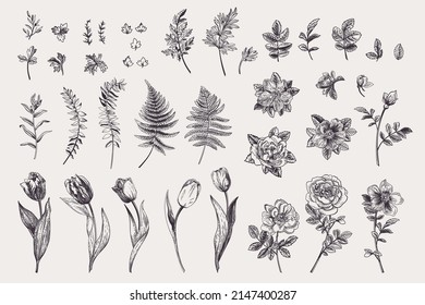 Set with spring flowers and leaves. Vintage background. Vector botanical illustration. Rose, wild rose, tulip, fern. Black and white.