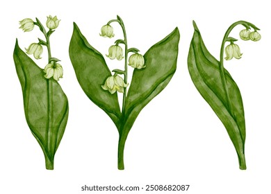 Conjunto de flores de primavera lirio del valle. Elemento botánico colorido de la planta estacional. Gráficos de Vector.